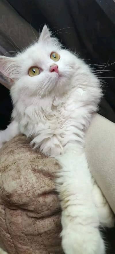 female Persian cat doll face