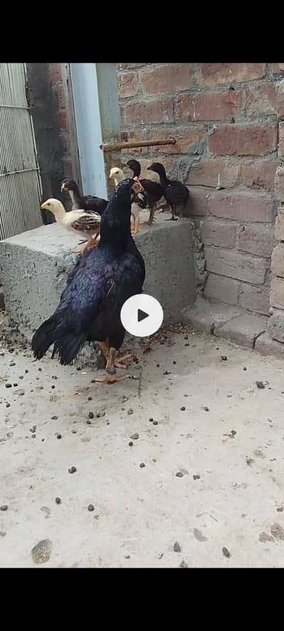 Assel chicks