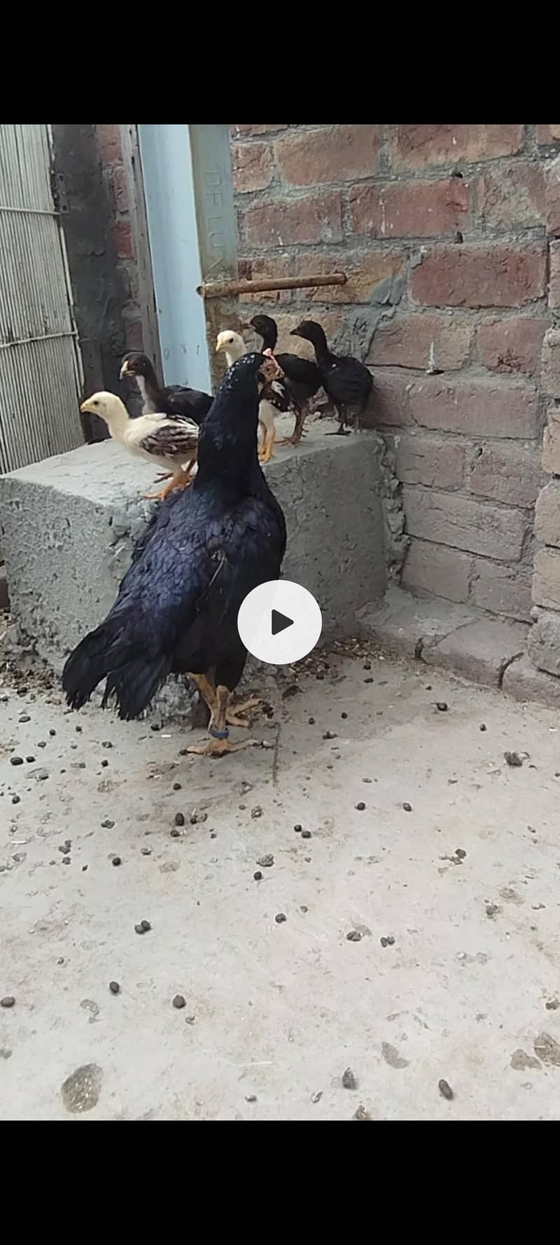 Assel chicks 0