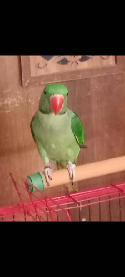 Alexander parrot with big and new cage