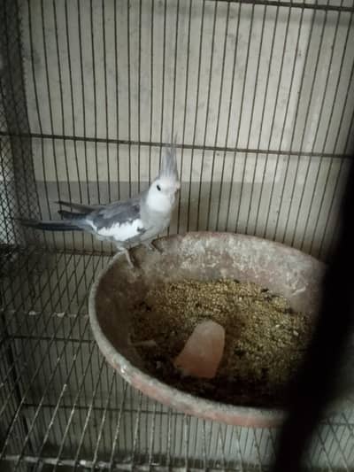 cocktail,underszie budgie , exhibition budgie ,lovebirds ,java,cages
