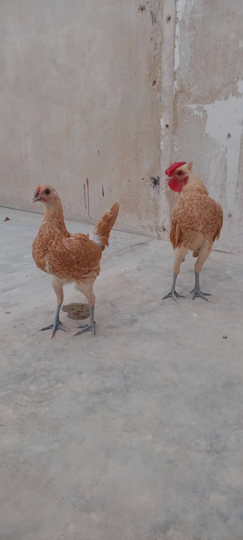 buff sebright pair 0