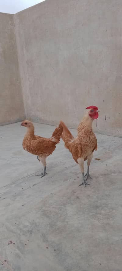 buff sebright pair