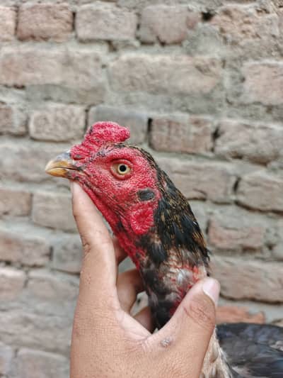 Pure Sindhi. Aseel patha