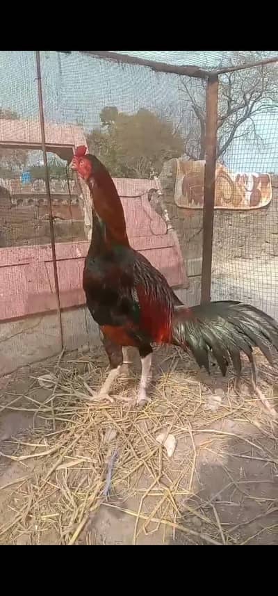 Aseel  patha