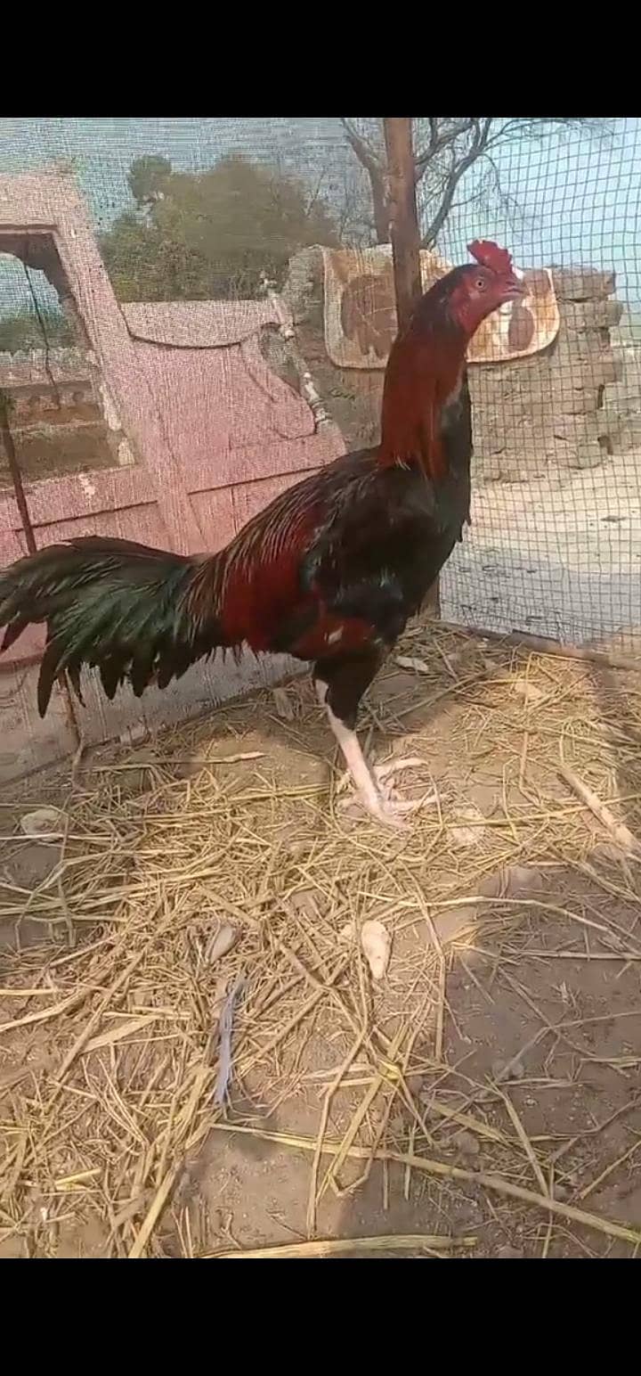 Aseel  patha 1