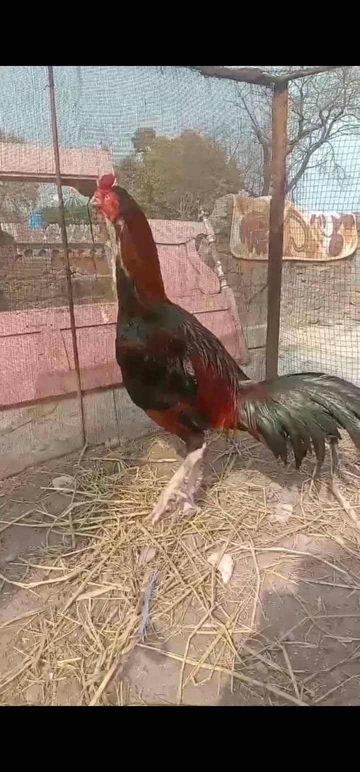 Aseel  patha 2