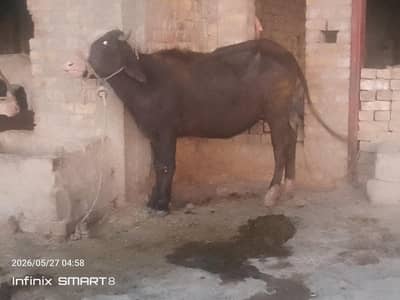 Selling Bufello, Katti