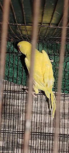 yellow ringneck female