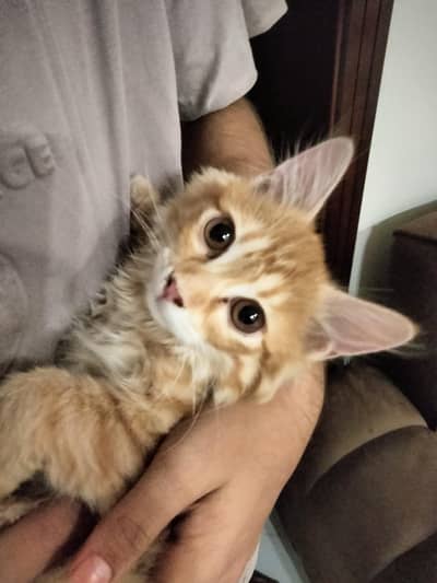 Persian kitten.