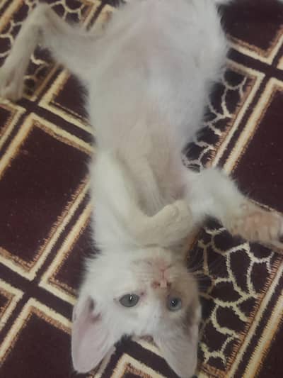 Persian Cat