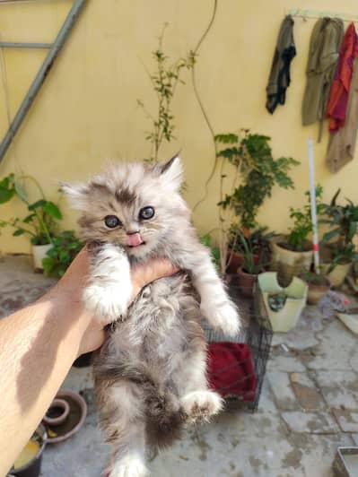Persian triple cod kittens for sale