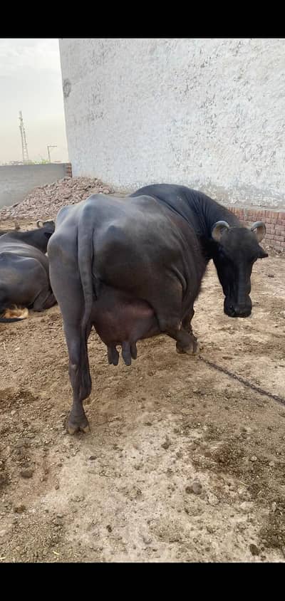 neli Ravi buffalo call and what's up 03037869140