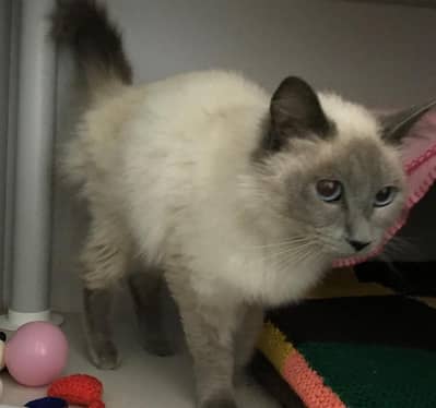 Himalayan cat female
