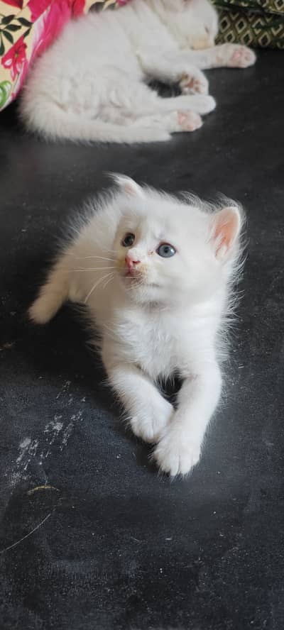 Persian active and playful kittens triple coated 0320-6386586