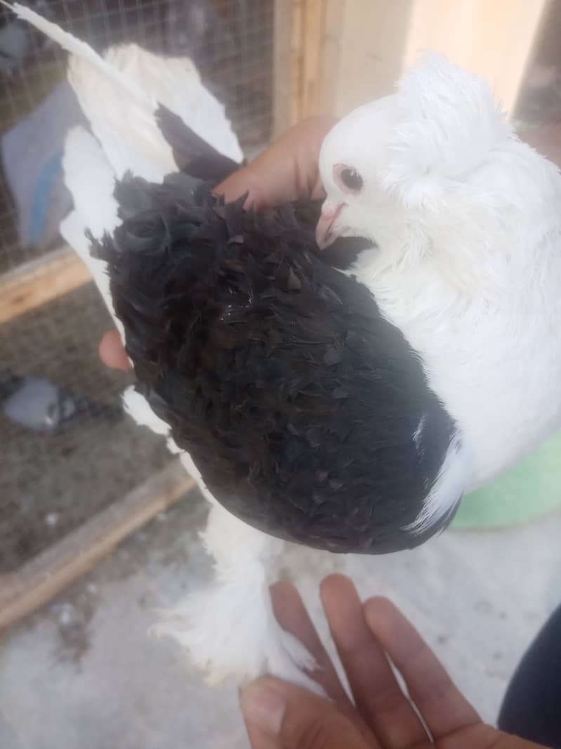 Fancy pigeons 0