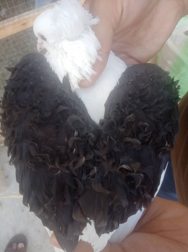 Fancy pigeons 1
