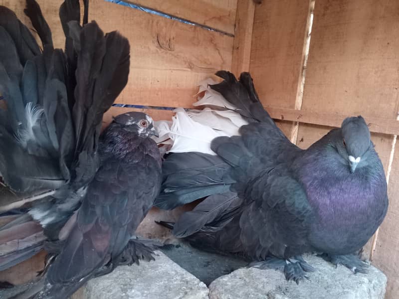 Fancy pigeons 2