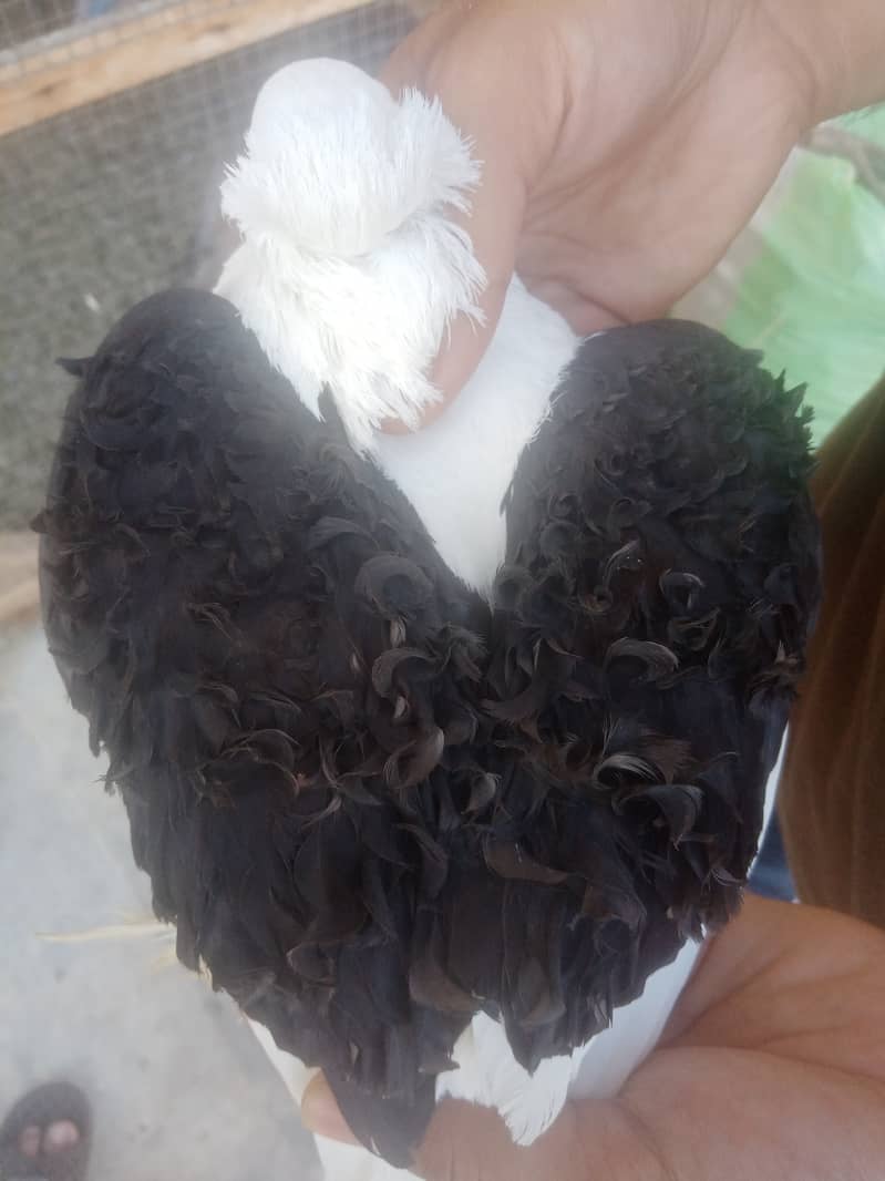 Fancy pigeons 3