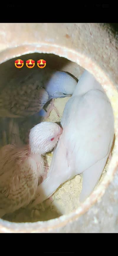 bajri under size breeder pair bajri norma breeder pair