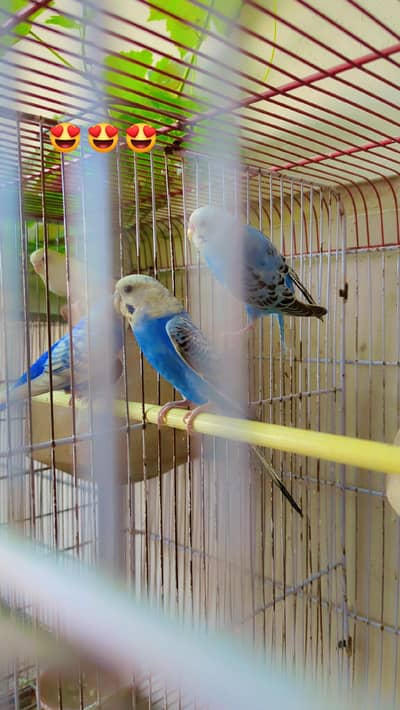black wing split to split pair tcb pair