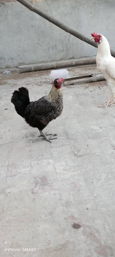 Desi murgi