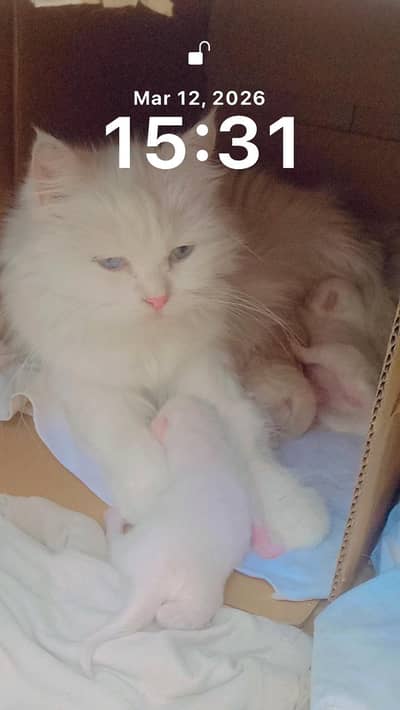 Persian cats