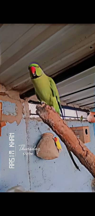 Ringneck talkative active and healthy