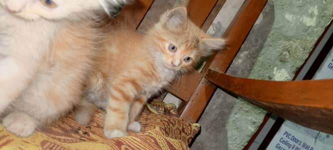 Siberian kittens
