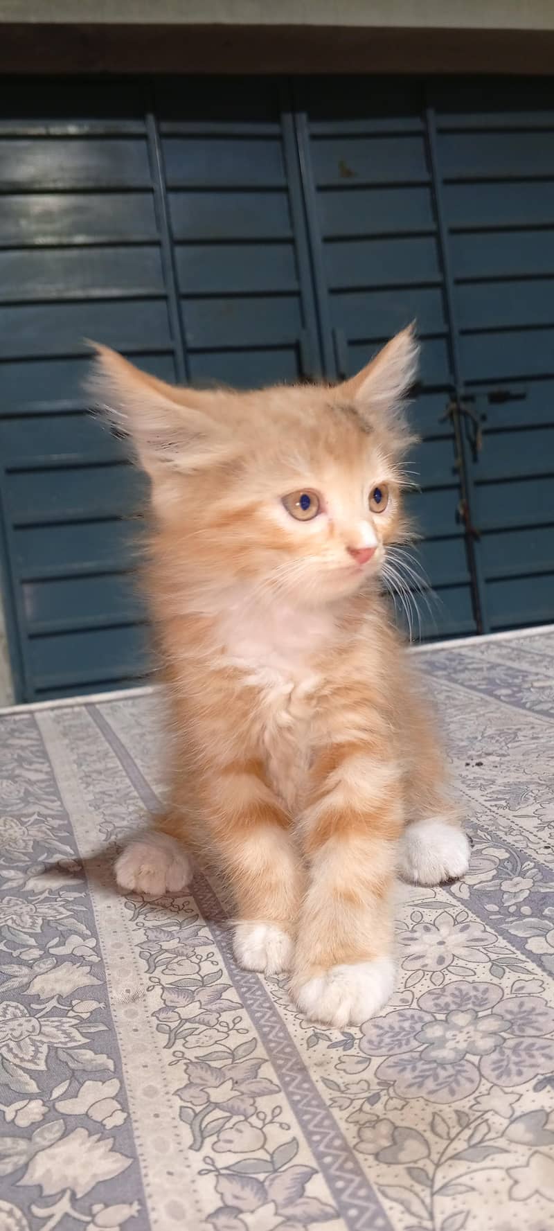 Siberian kittens 1
