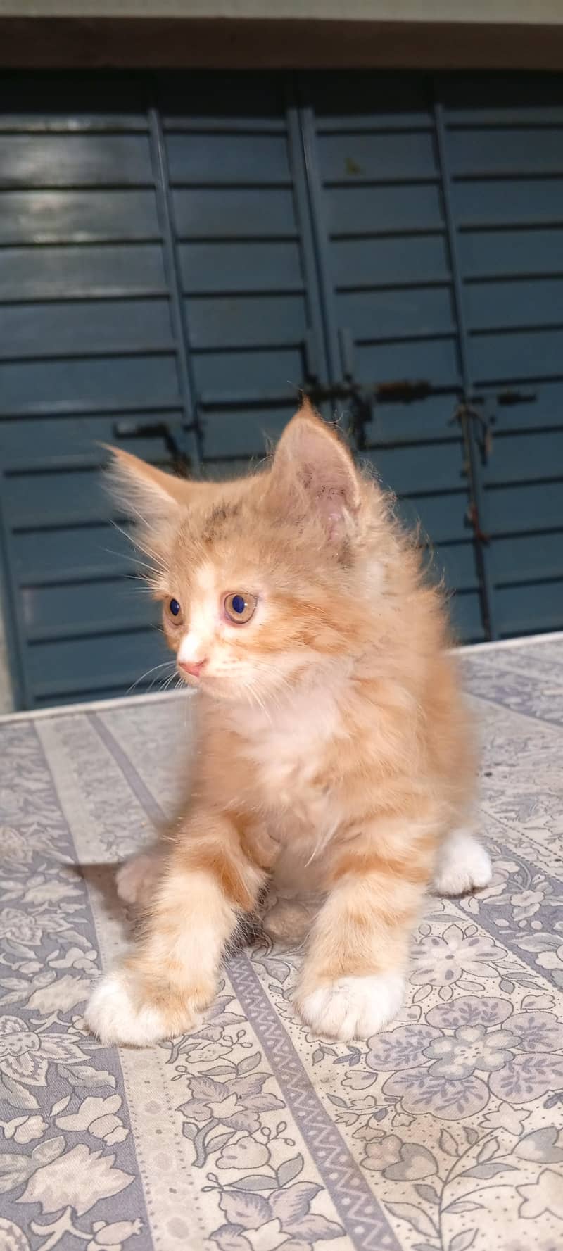 Siberian kittens 2