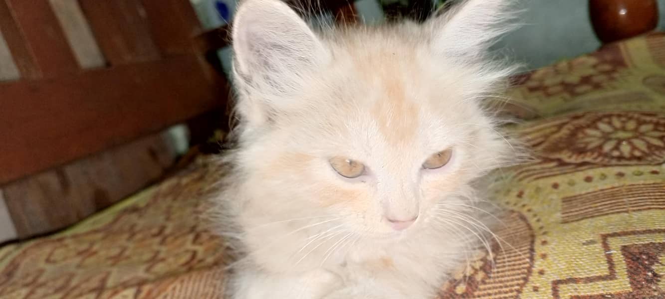 Siberian kittens 3