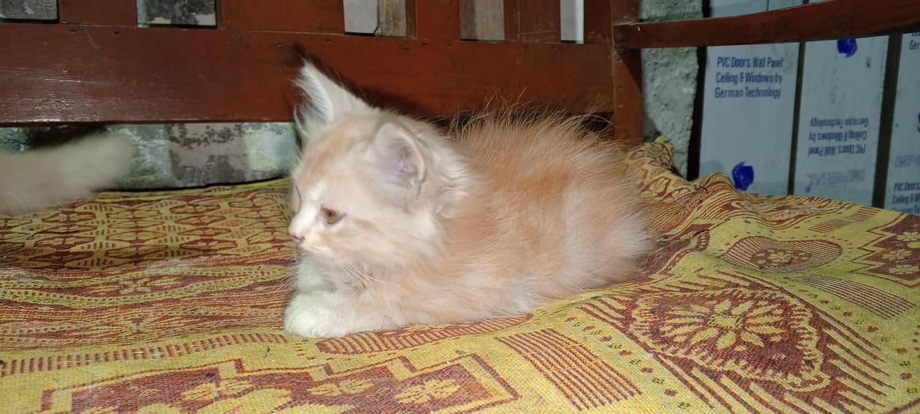 Siberian kittens 4