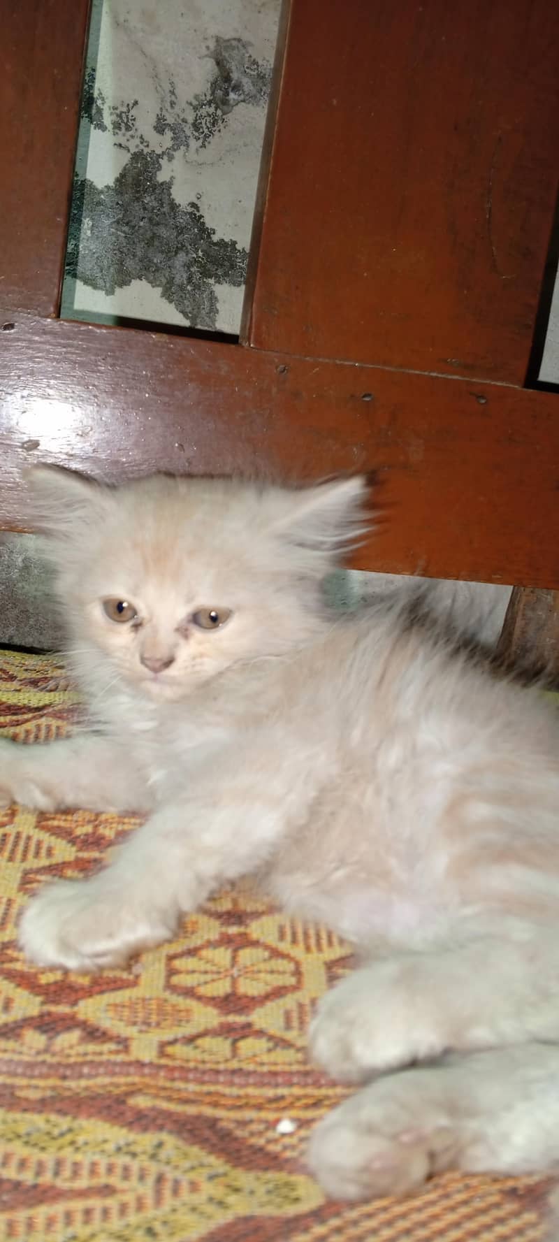 Siberian kittens 5