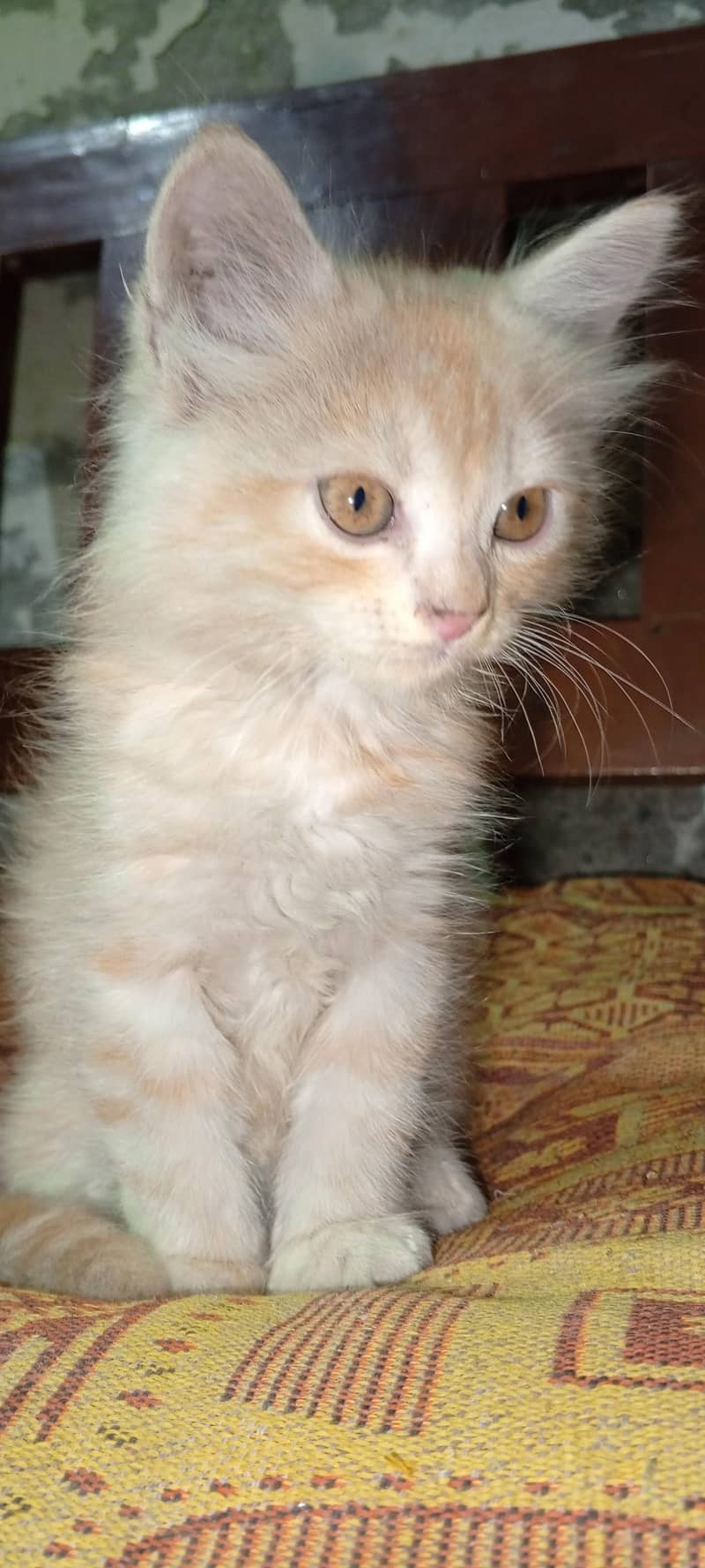 Siberian kittens 6