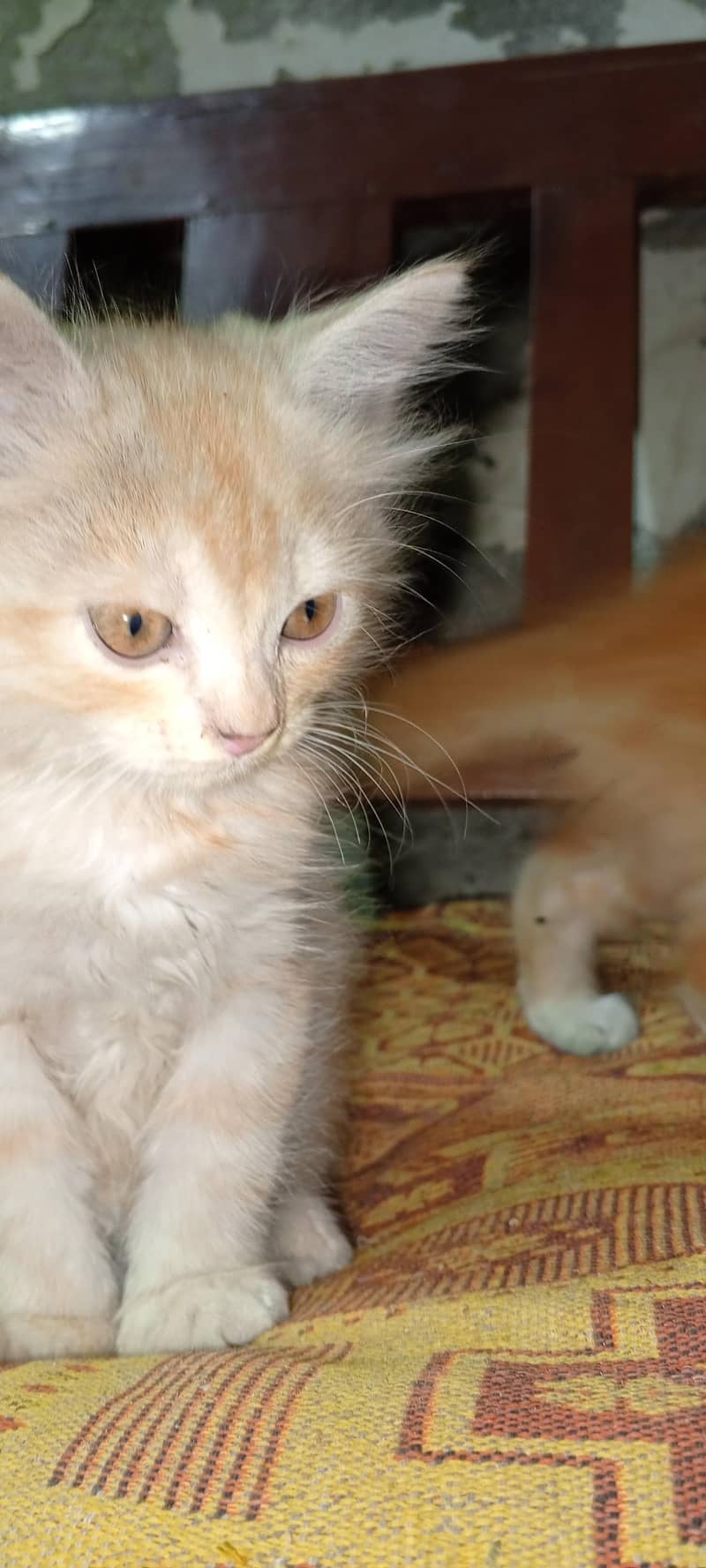 Siberian kittens 7