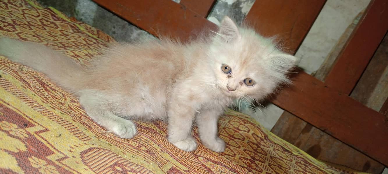Siberian kittens 8