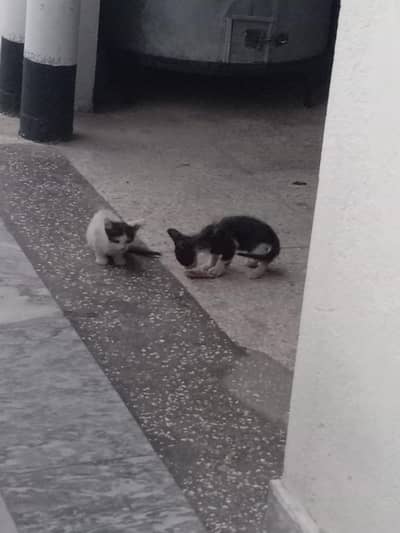 cat 2 babies 1 white 1 black