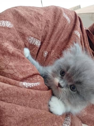 beautiful kittens