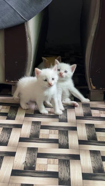 persian kittens blue eyes