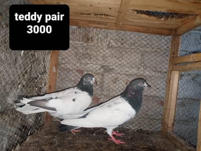 All active and helthy pair ha ando bchon ki granty ha. . . total 10 hain.
