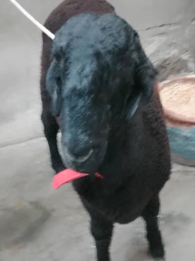 black sheep
