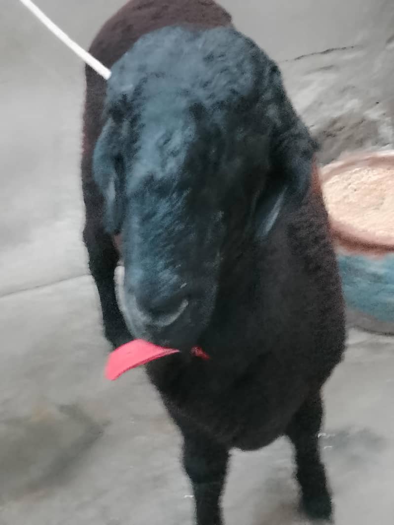 black sheep 0