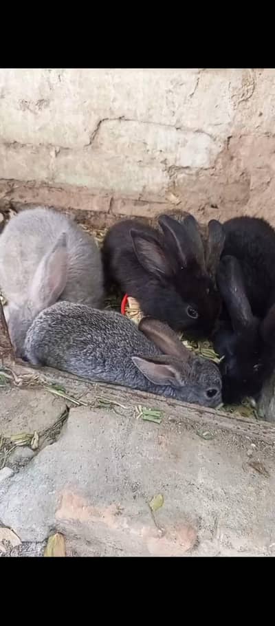 fancy rabbit khargush khargosh