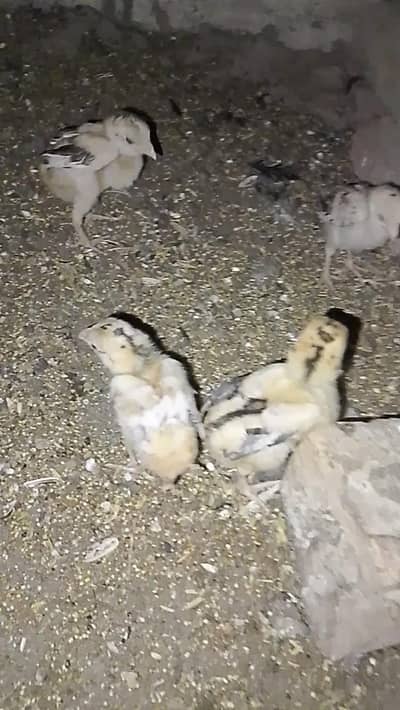 aseel chicks available