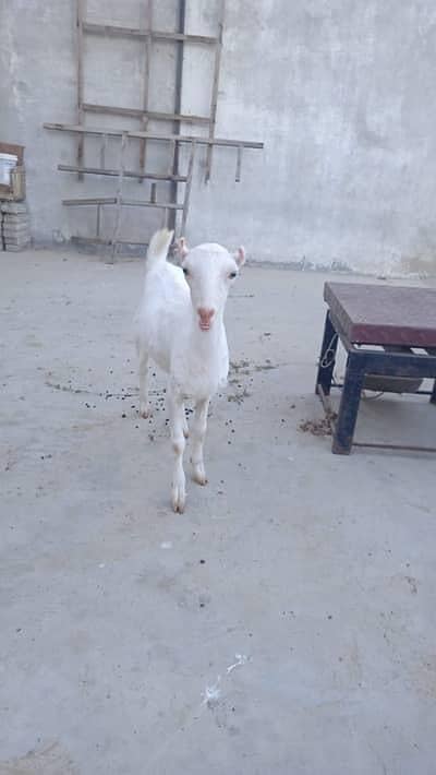 Required tady goats in sadiqabad and rahimyar khan