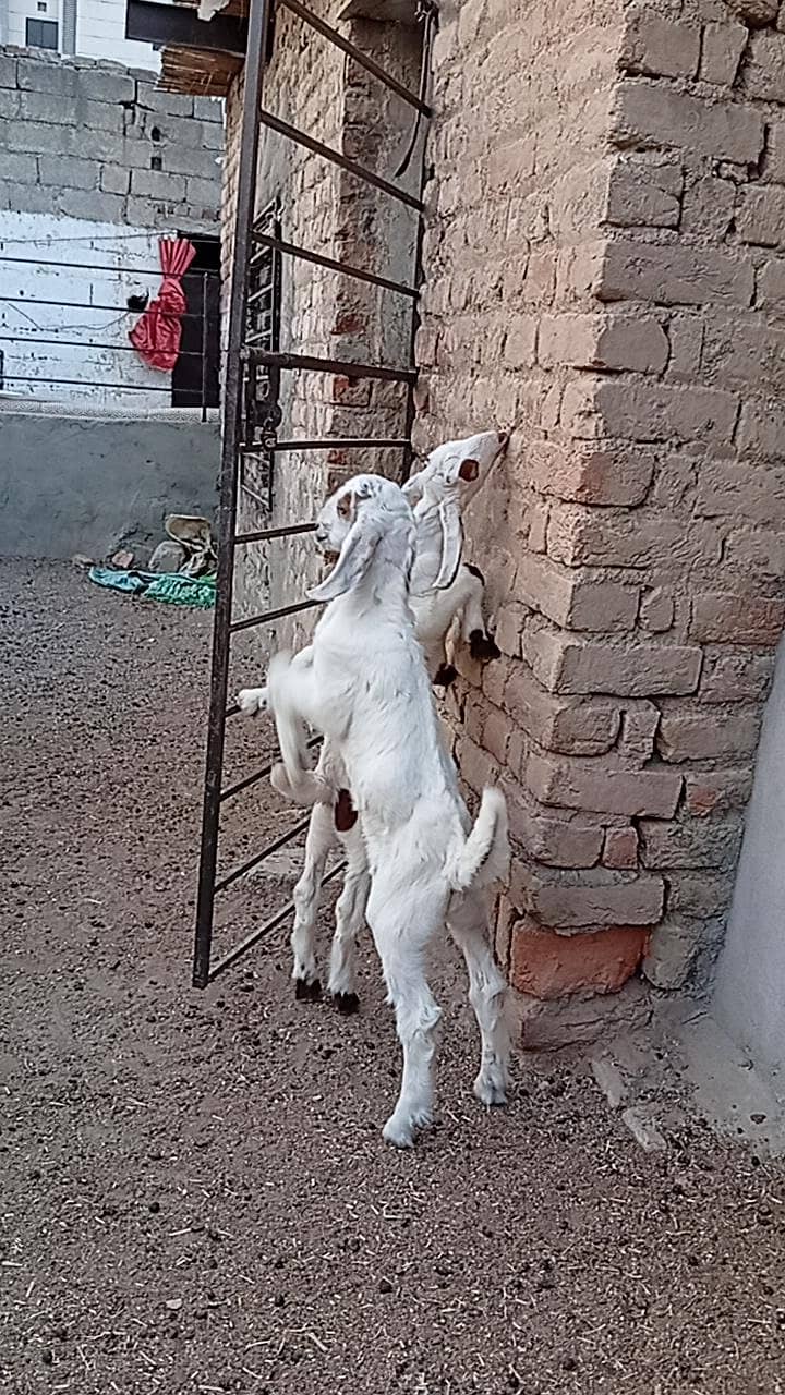 تازی سوئ ہوئ بکری ہے دو بچے ہیں  دونوں میل ہیں 1