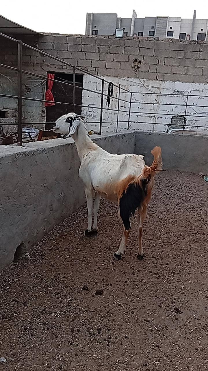 تازی سوئ ہوئ بکری ہے دو بچے ہیں  دونوں میل ہیں 2