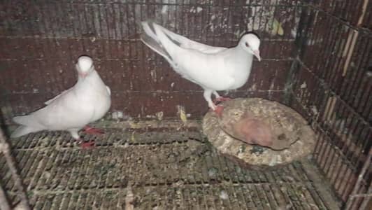 two sherazi pair for sale
