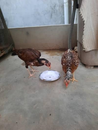 tow female  for sale